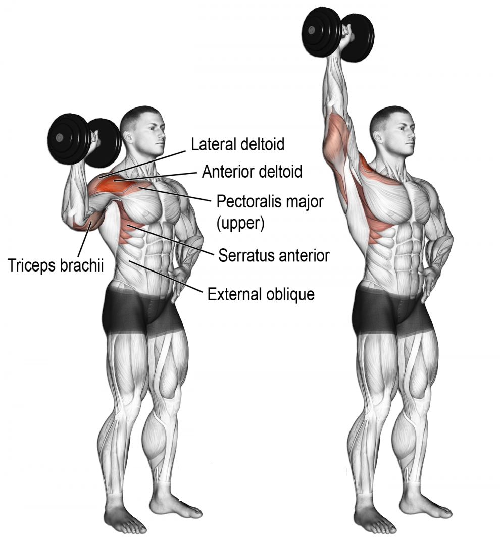 Dumbbell best sale delt press